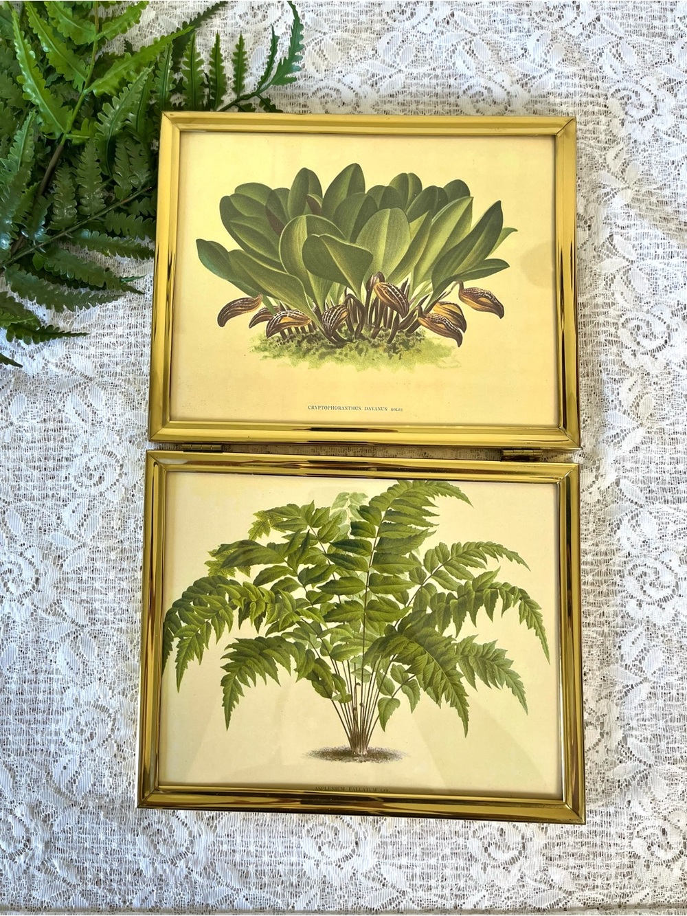 Vintage Solid Brass Bifold Framed Horticulture Decor 8x10